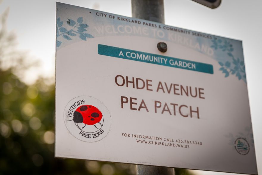 Ohde Avenue Pea Patch, Everest in Kirkland, WA