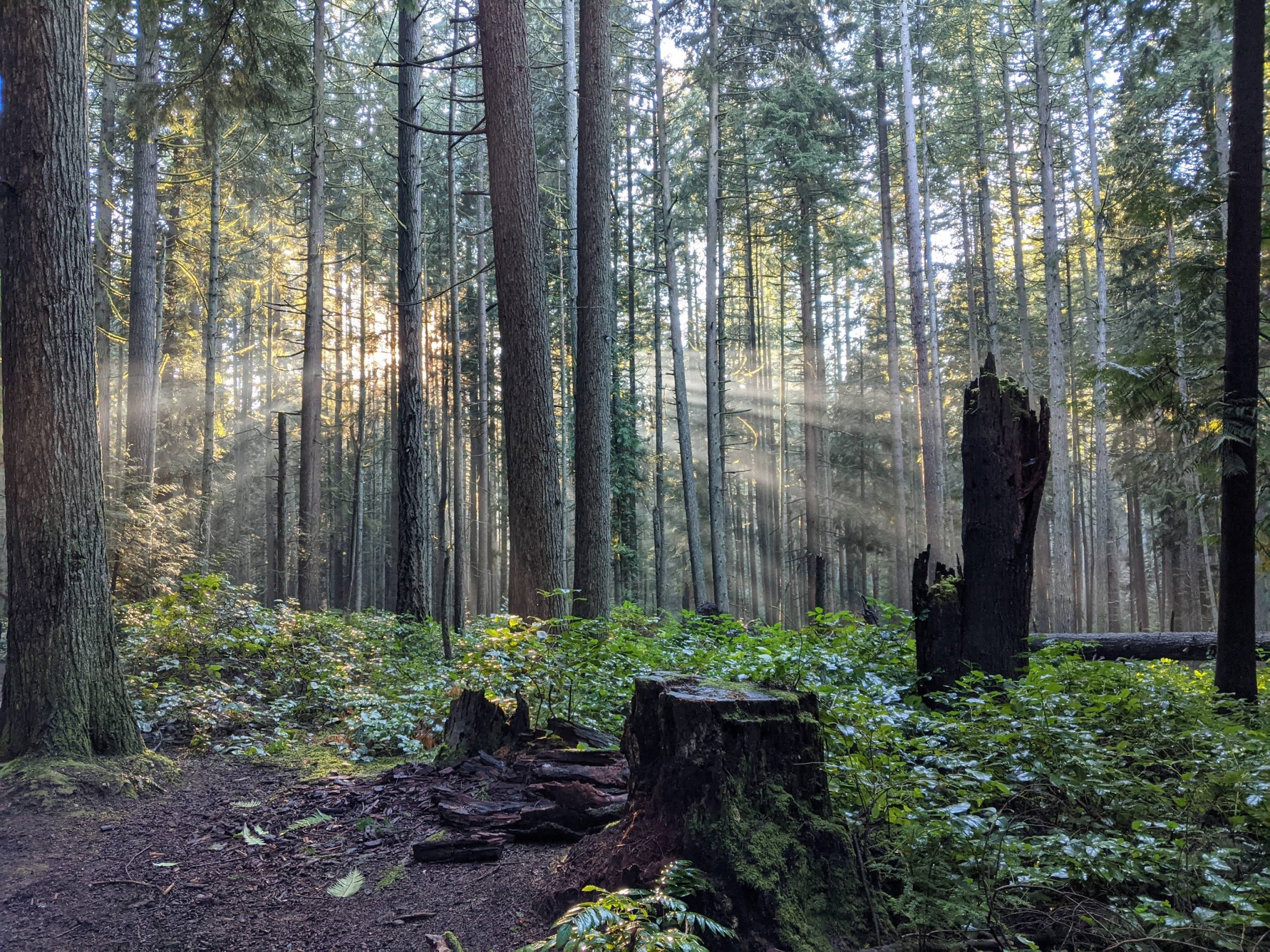 Bridle Trails State Park 2