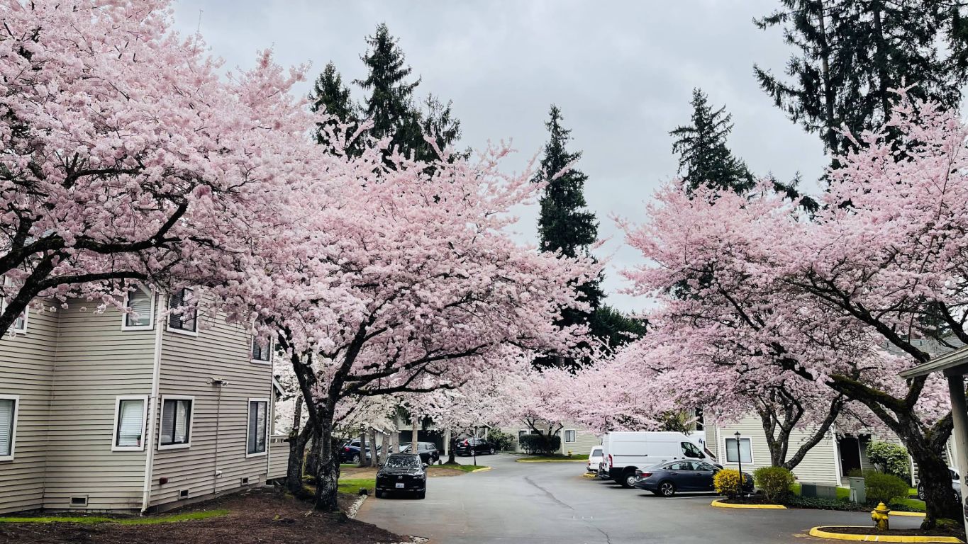 Education Hill, Redmond, WA 2