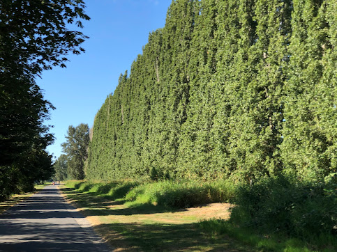 The Cycle-path to Wineries